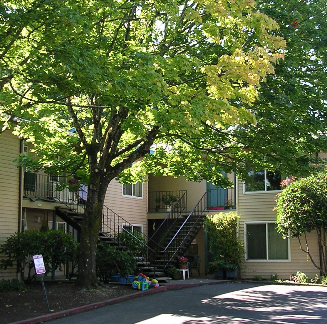 A tree with yellow flowers in front of a building.